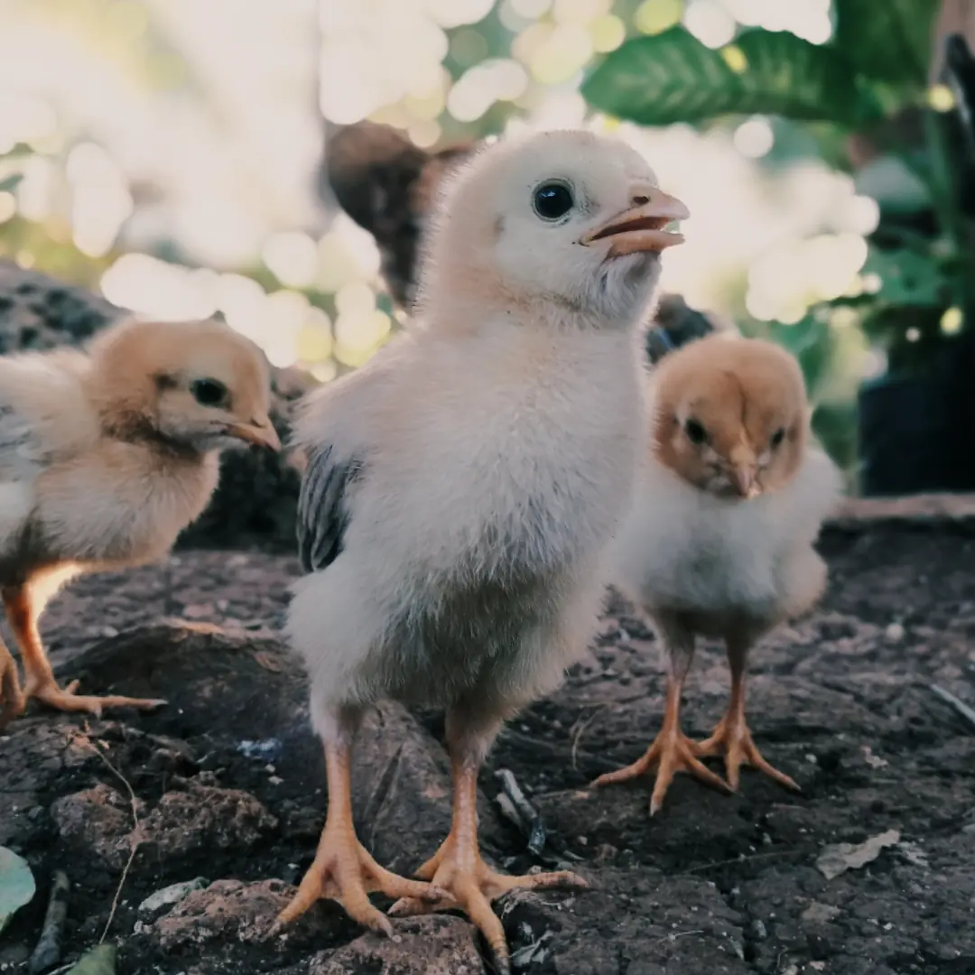 Day-old chicks
